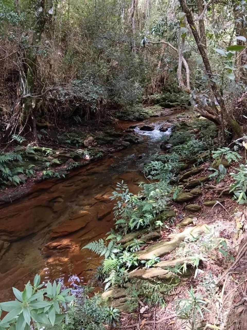 Vendo Sítio,casa de 3 quarto com piscina e riacho  no fundo - Foto 2