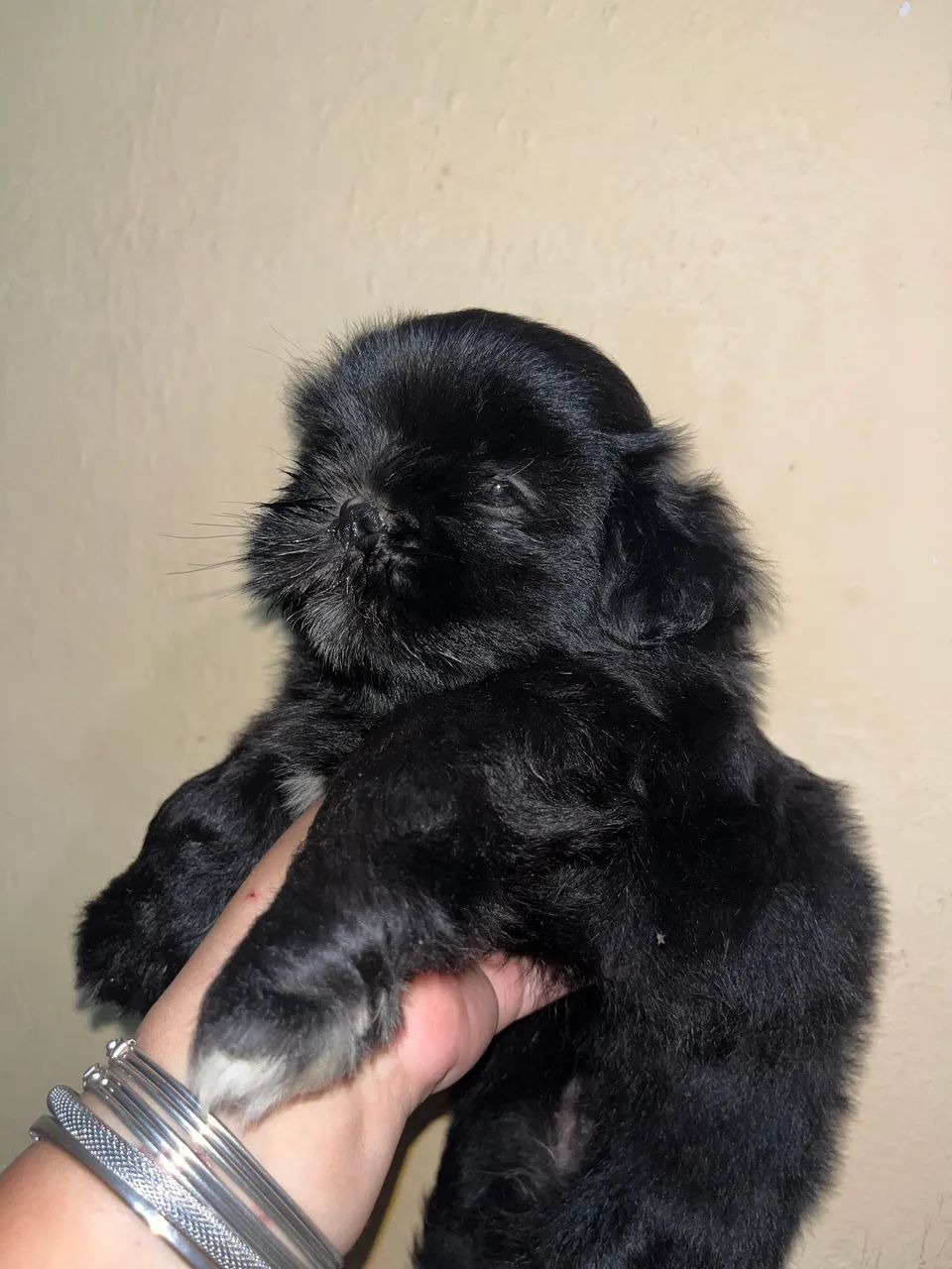 Cachorra Fêmea Shih Tzu