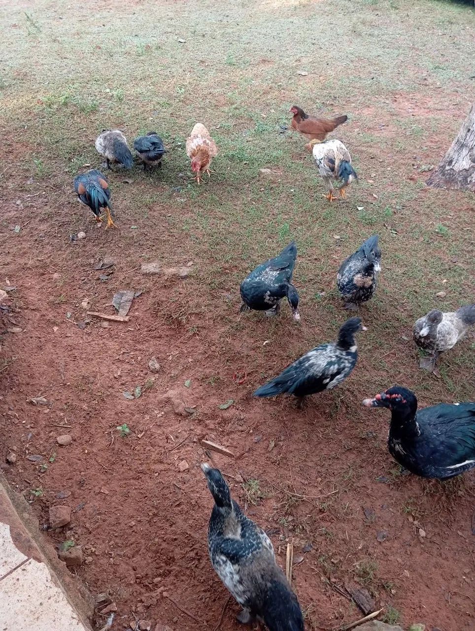 Aves  - Foto 5