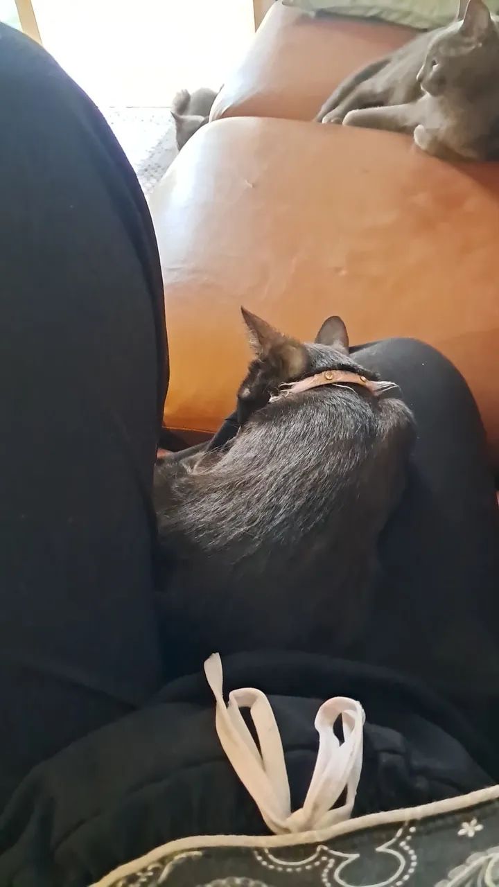Cuidadora de Pets | PetSister  - Foto 3