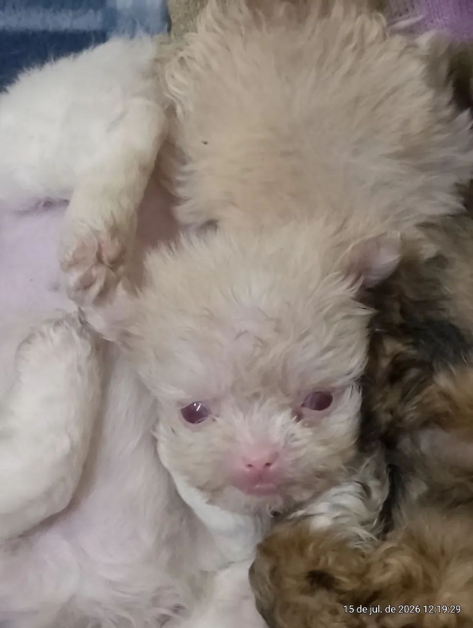 FILHOTE MICRO SHITZU 2 MESES ALBINA 