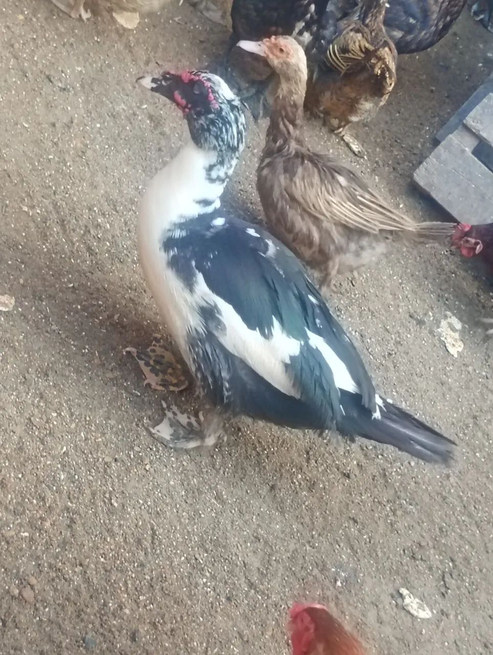 Pato 