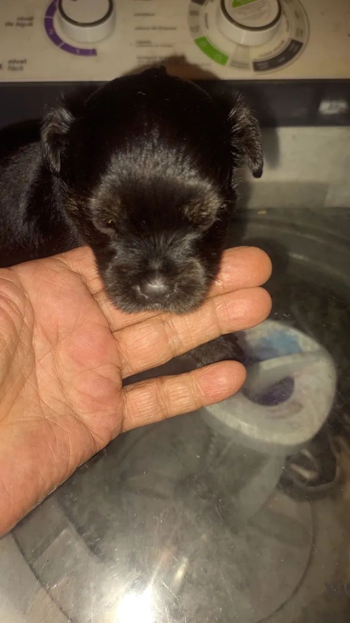 Vendo poodle raro pelo liso - Foto 2