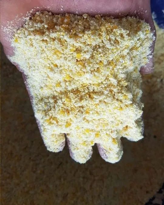 MILHO VENDA DIRETA DO PRODUTOR - QUALIDADE E PREÇO JUSTO SEM ATRAVESSADORES - Foto 6