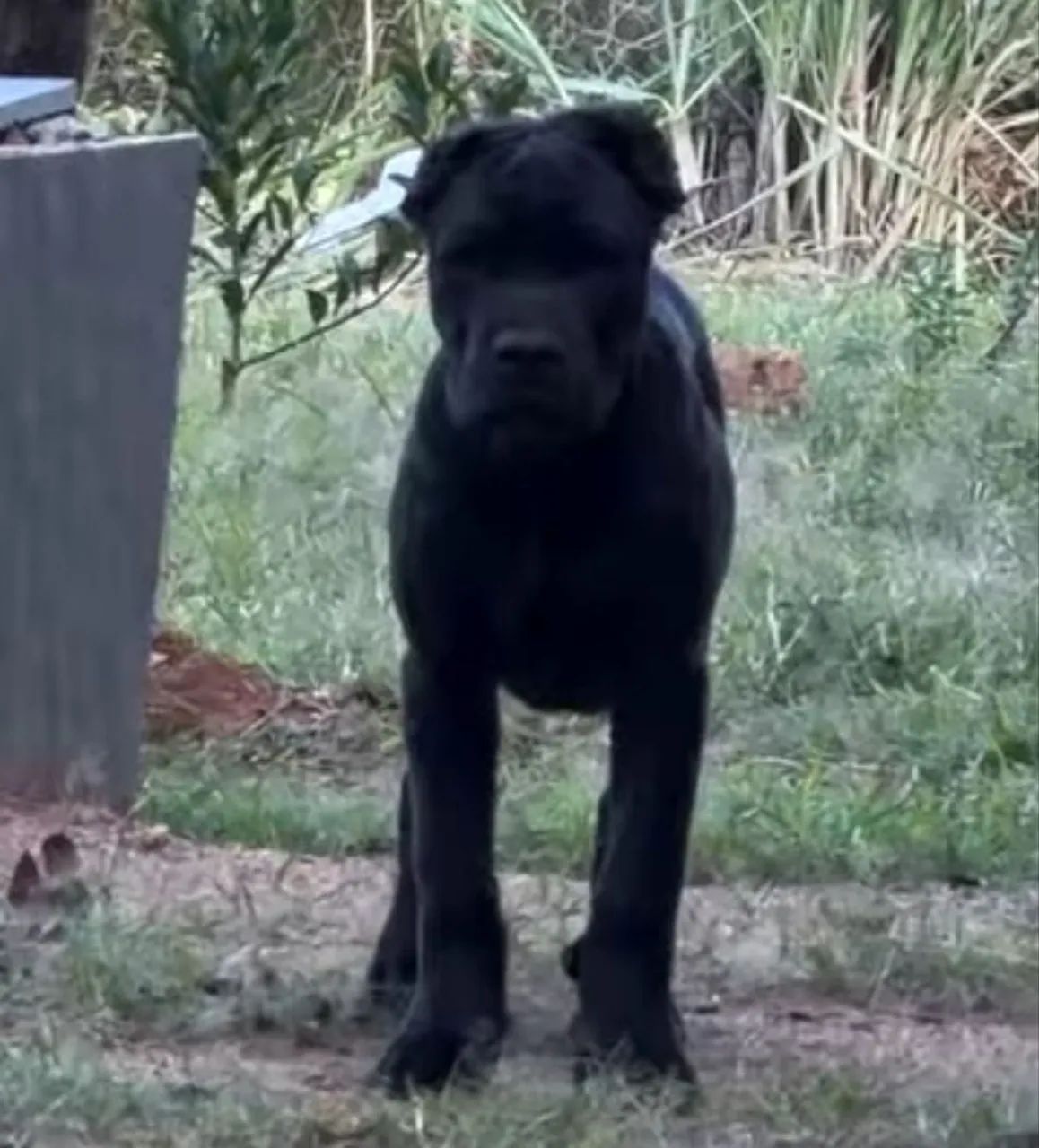 Cane corso - Foto 2