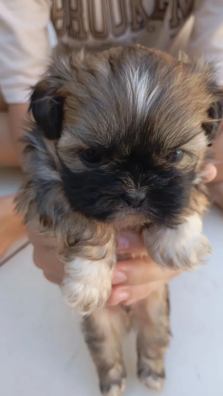 Vende cachorro Shitzu macho trata 44.9. * - Foto 2