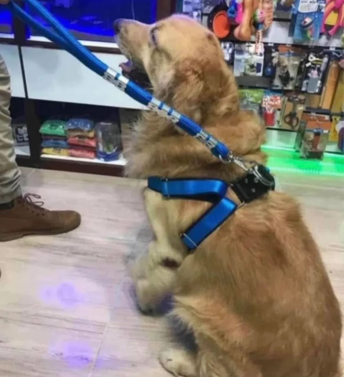 Peitoral reforçado para cães  - Foto 3