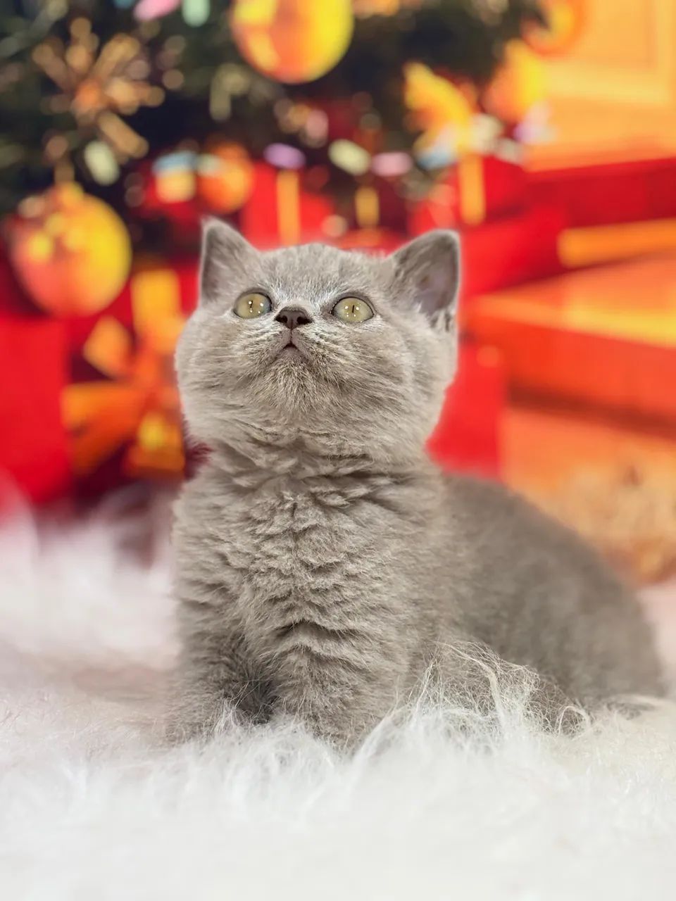 Filhotes lindos de British Shorthair - Foto 3