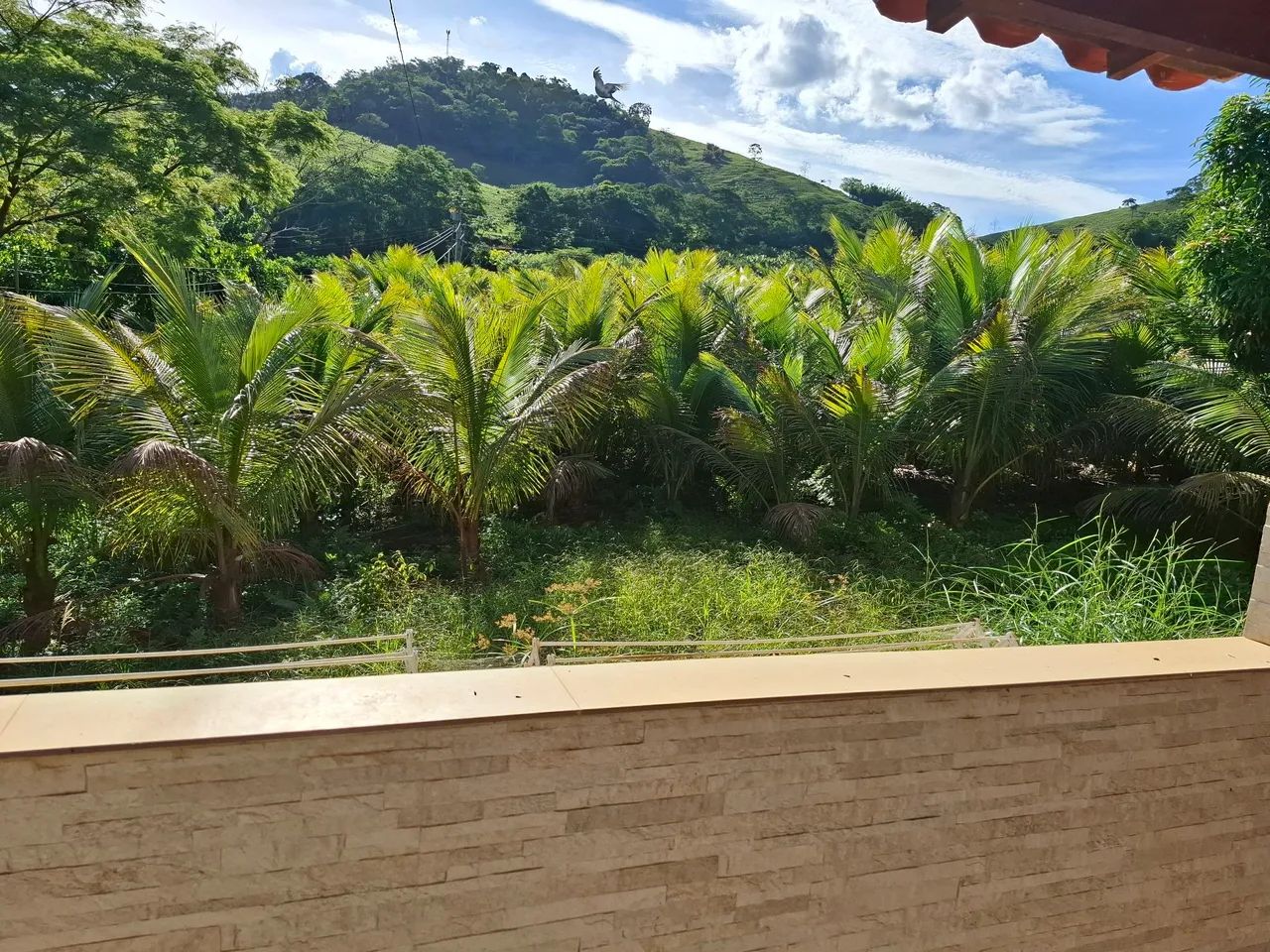 M.DE COCO ANÃO VERDE. Favor ler o anúncio. .  - Foto 5