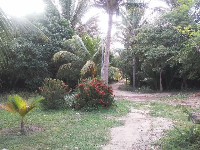 Lindo sítio no Tajipuru  - Foto 2