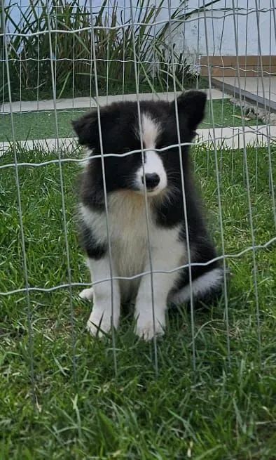 Border collie  - Foto 2