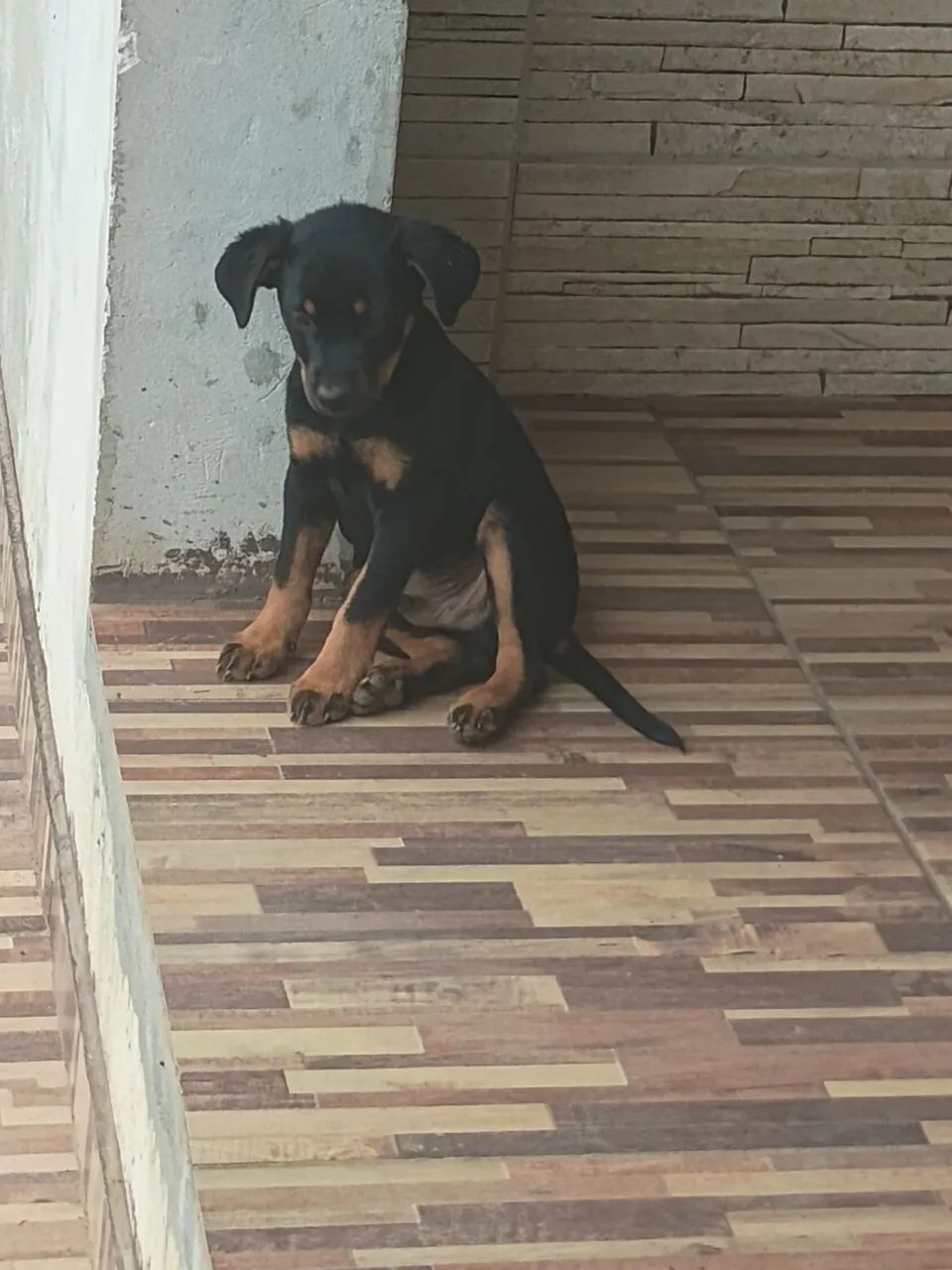 cachorro  - Foto 2