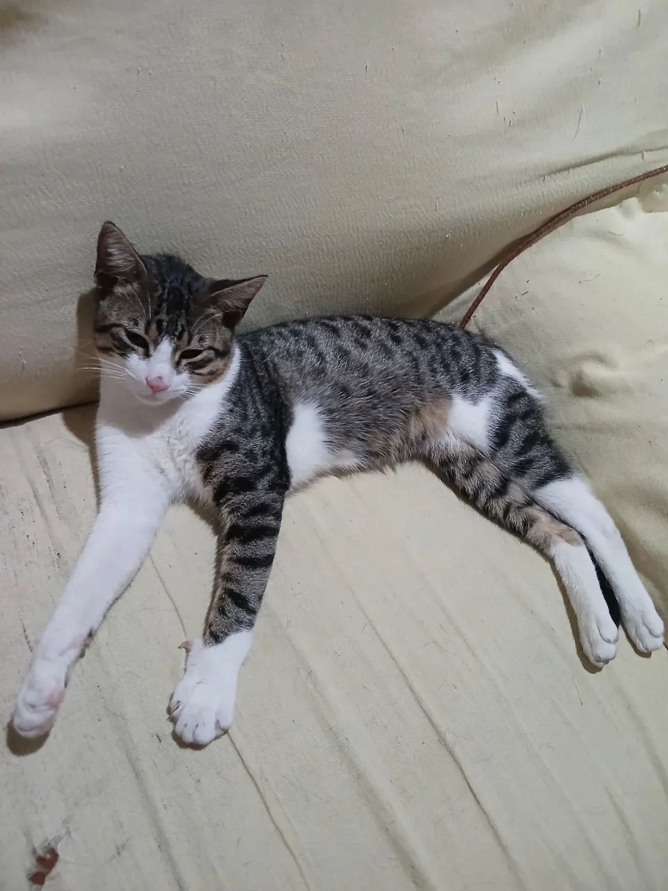 Gato macho para adoção responsavel  - Foto 2