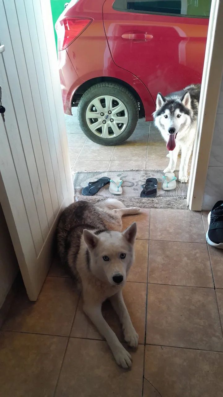 Casal husky siberiano.  - Foto 2