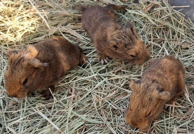 Porquinhos da índia 