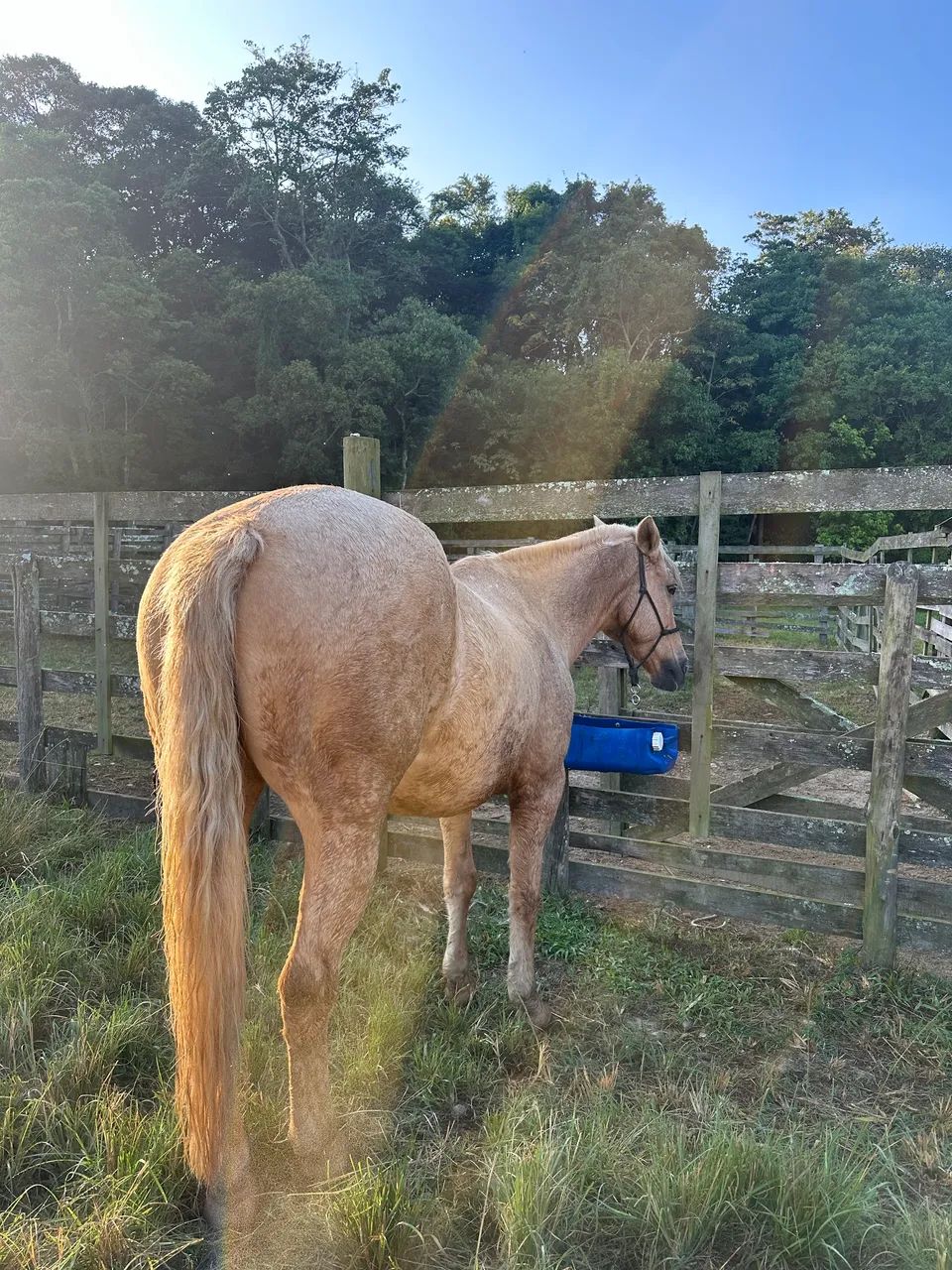 Égua Quarto de Milha - Foto 4