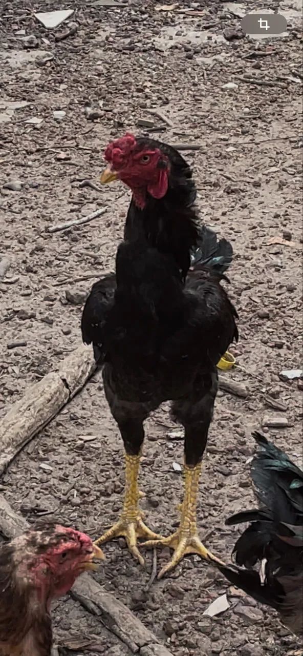 Frango - Foto 4