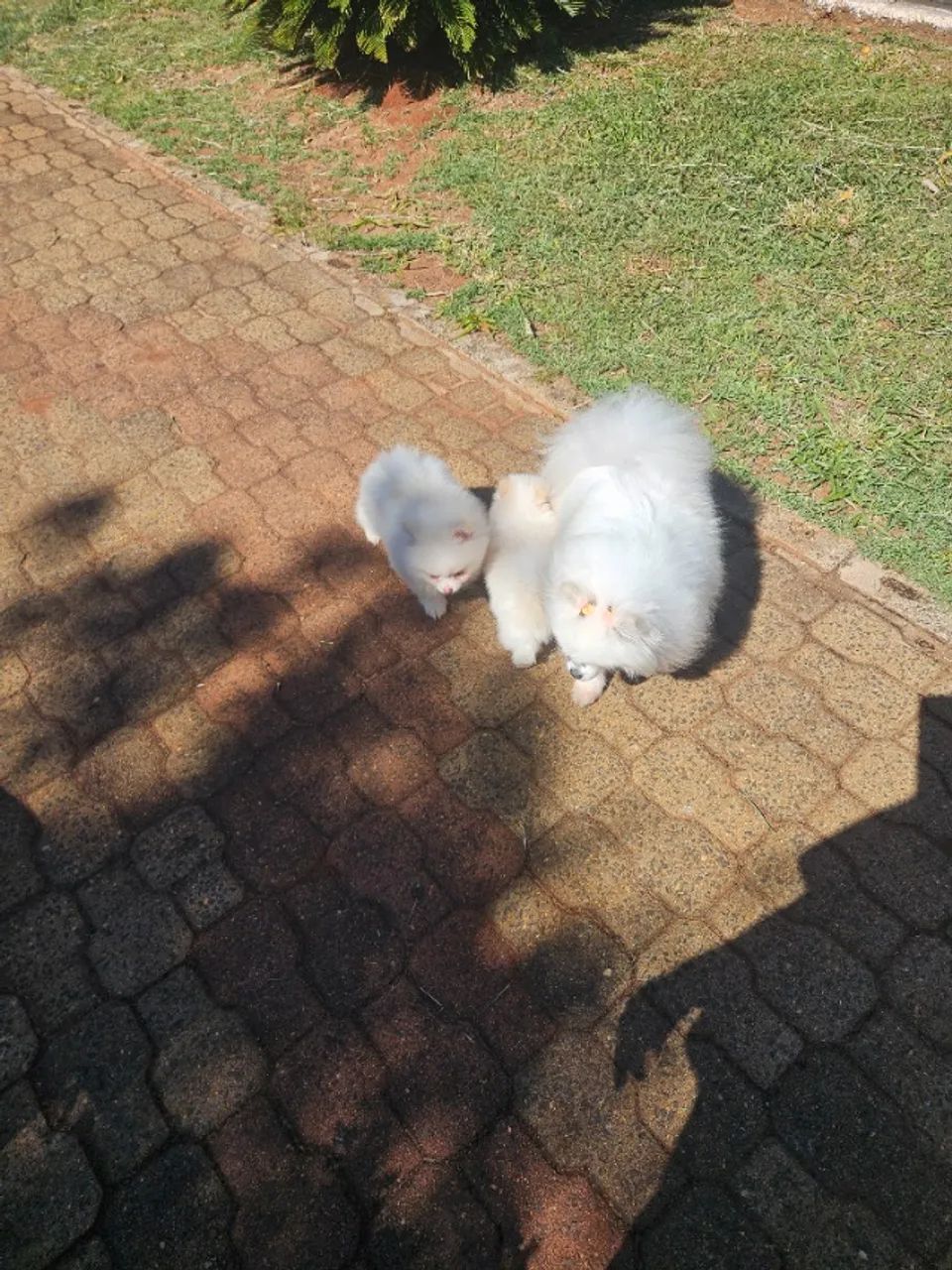 Spitz Alemão  - Foto 2