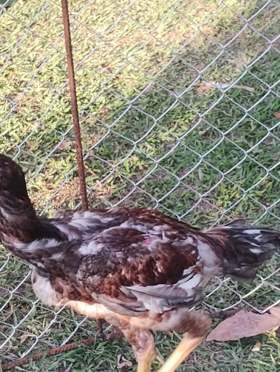 Frango Calcuta puro. - Foto 5