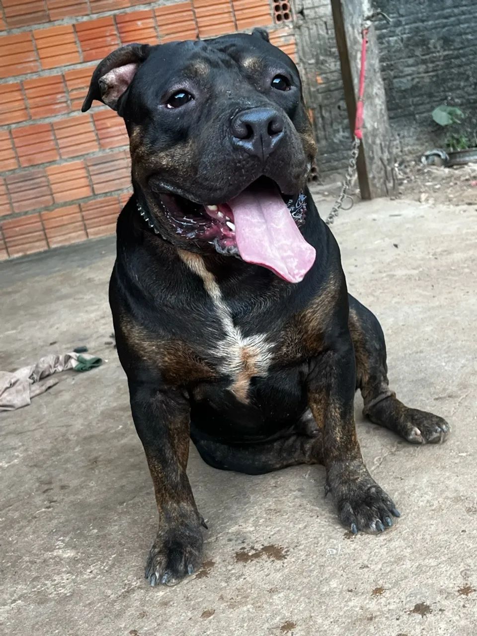 Cachorro - Foto 5
