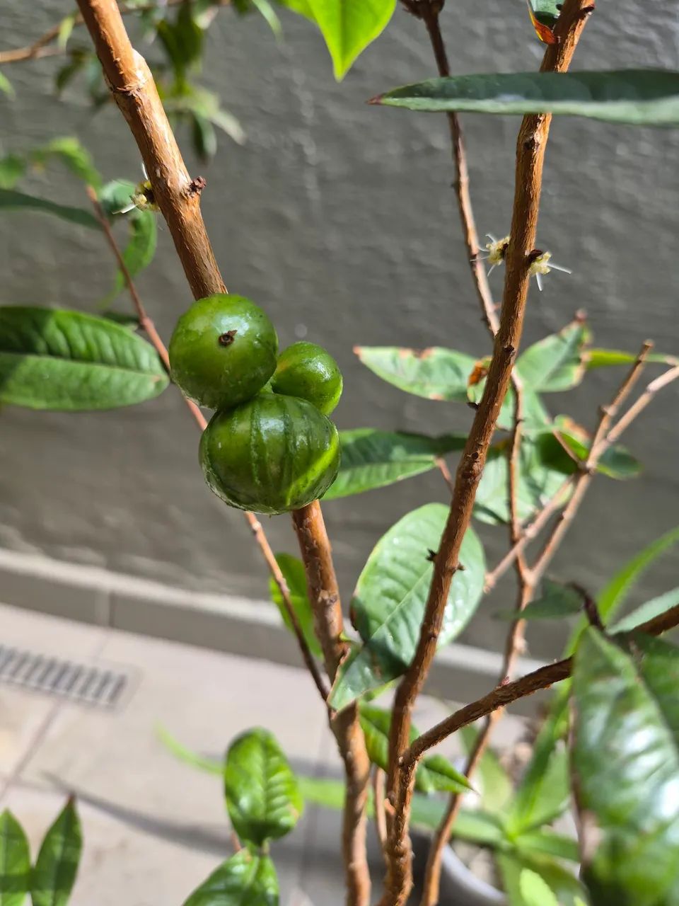 Jabuticaba  - Foto 4