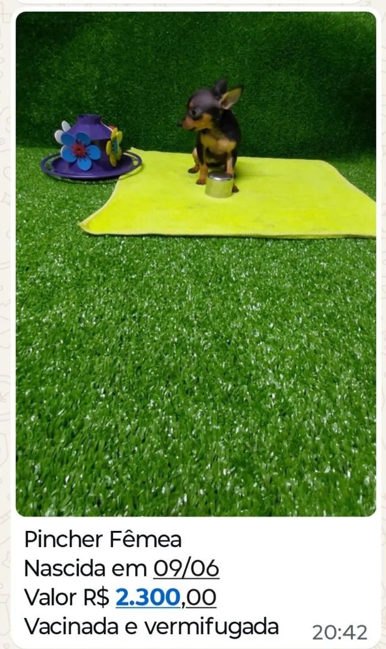 Vendo Filhotes da Raça Pincher - Foto 4