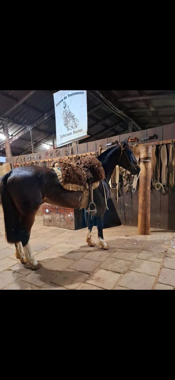 Cavalo Zaino