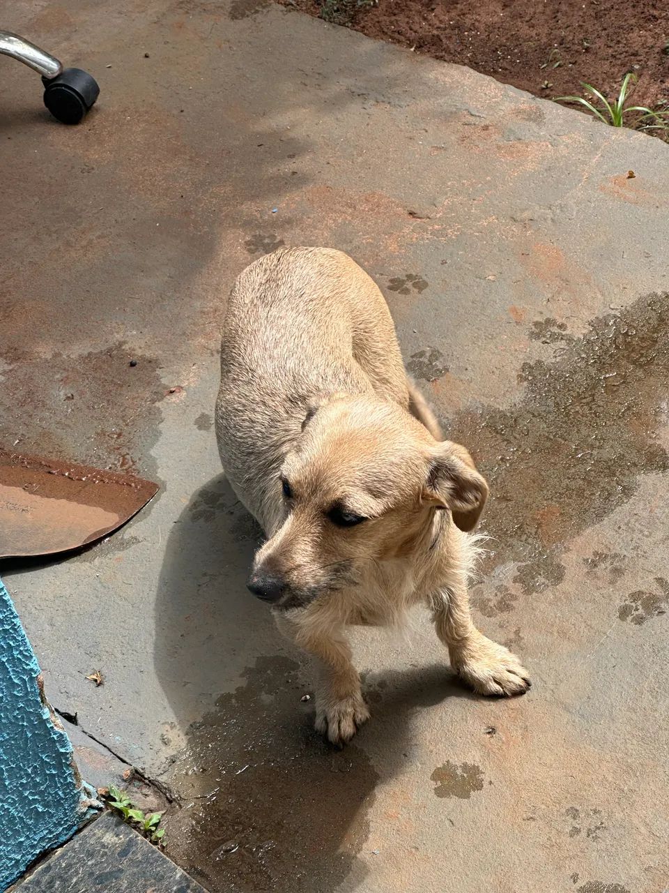 Cadela para doação  - Foto 4