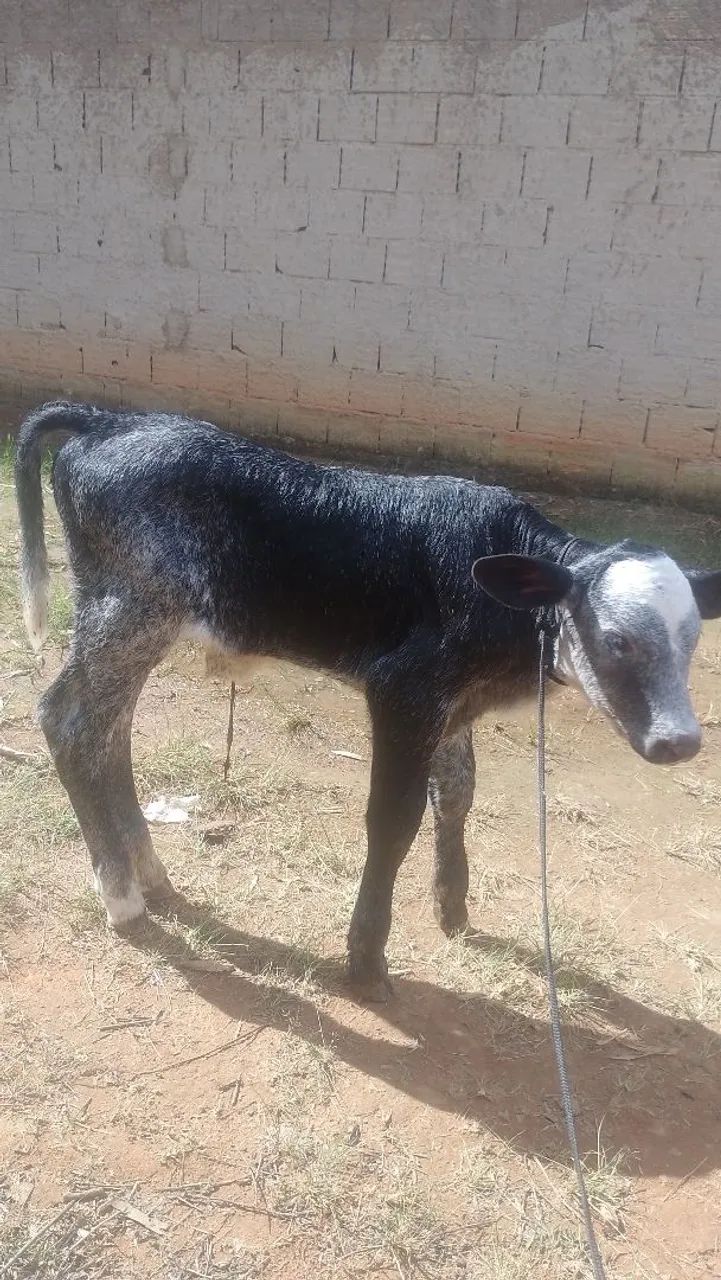 Bezerro holandês 