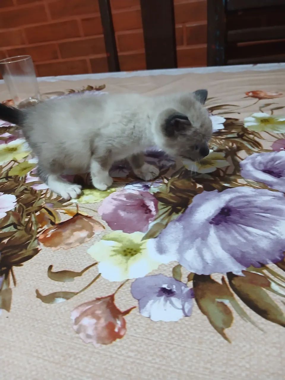 Gato siamês  - Foto 2