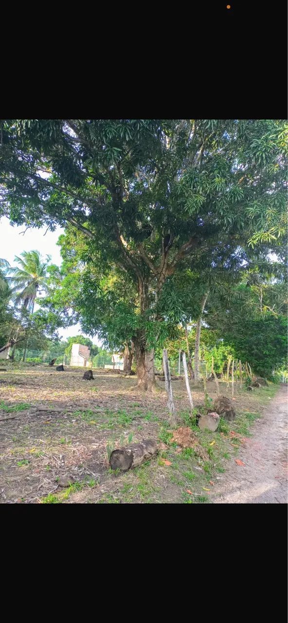 Foto - Mata de São João - 