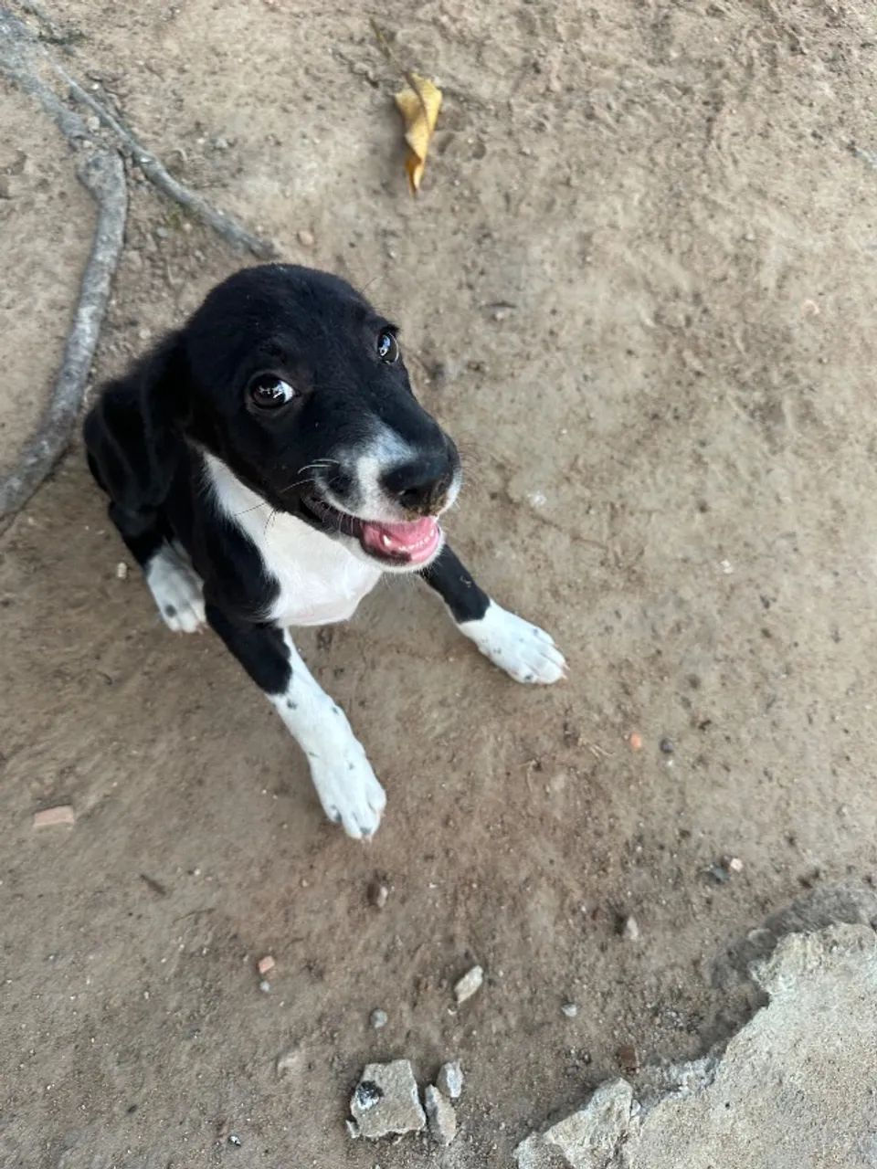 Adoção Responsável  - Foto 2