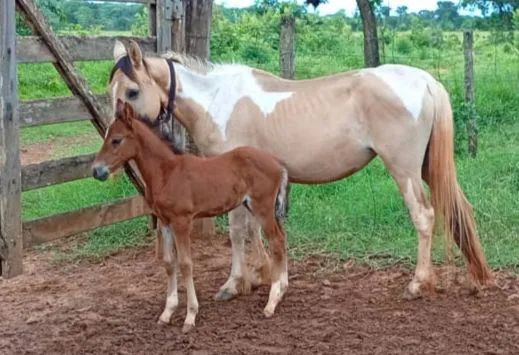 Potro ,Potras e Éguas  - Foto 3