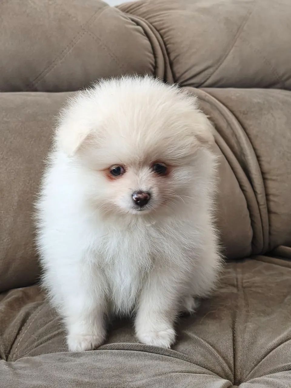 Spitz alemão