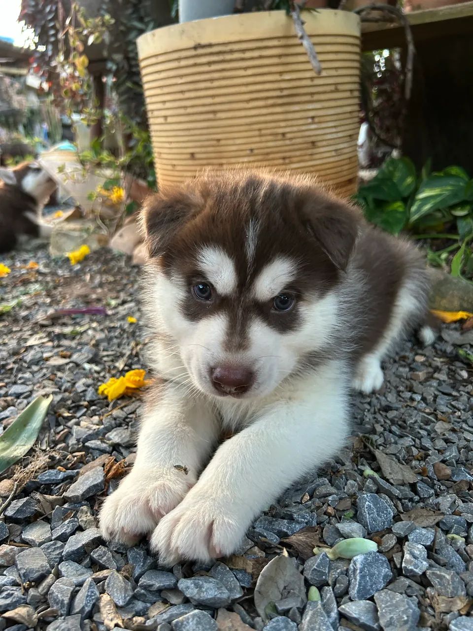 Husky siberiano 