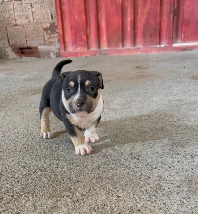 American bully - Foto 2