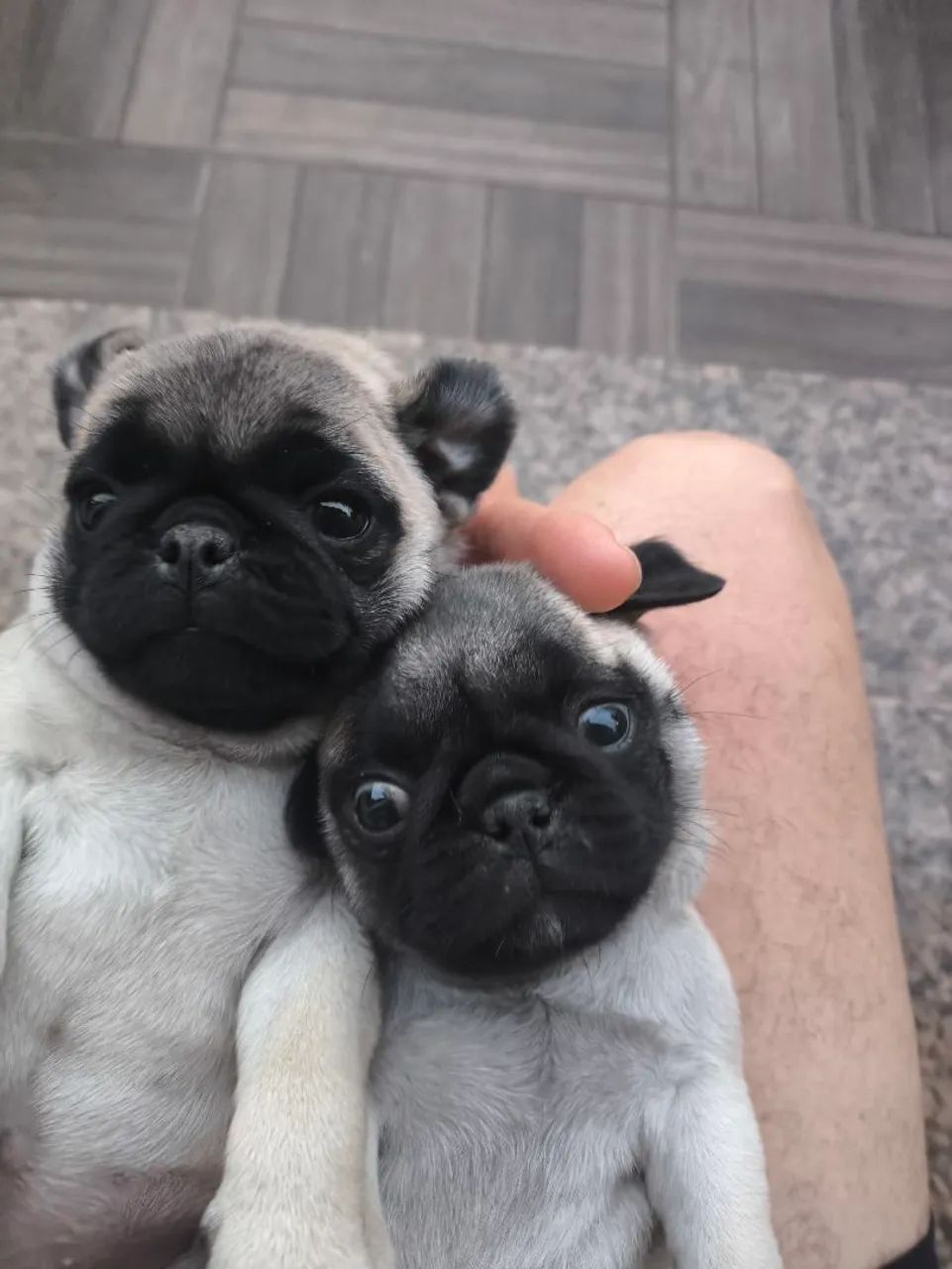Filhote de Pug  - Foto 4