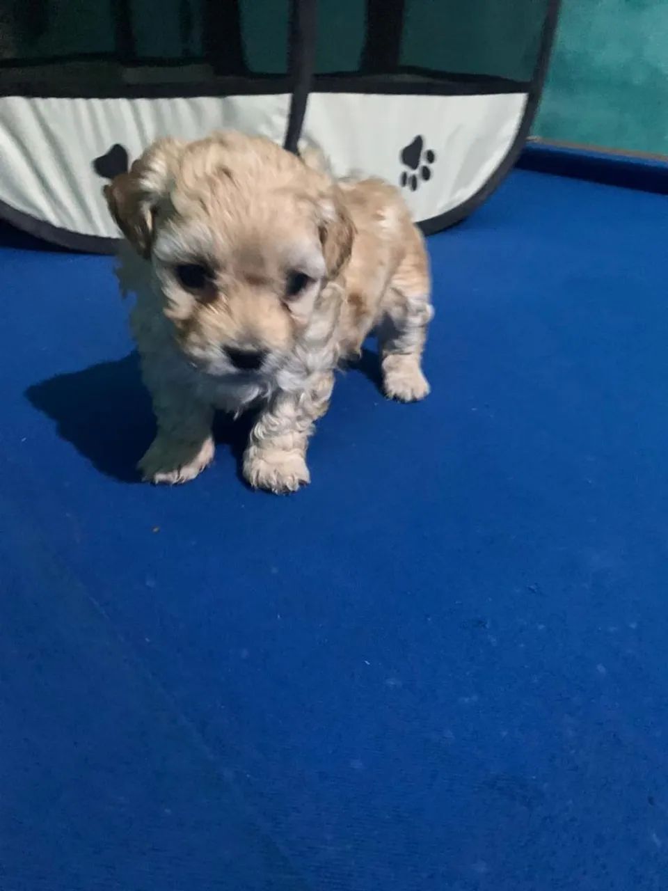 Filhotes Lhasa apson  - Foto 4