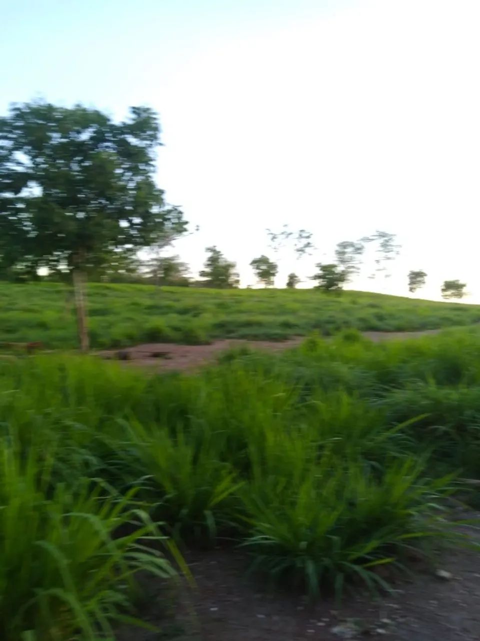 FAZENDA EM JANGADA-MT - Foto 4