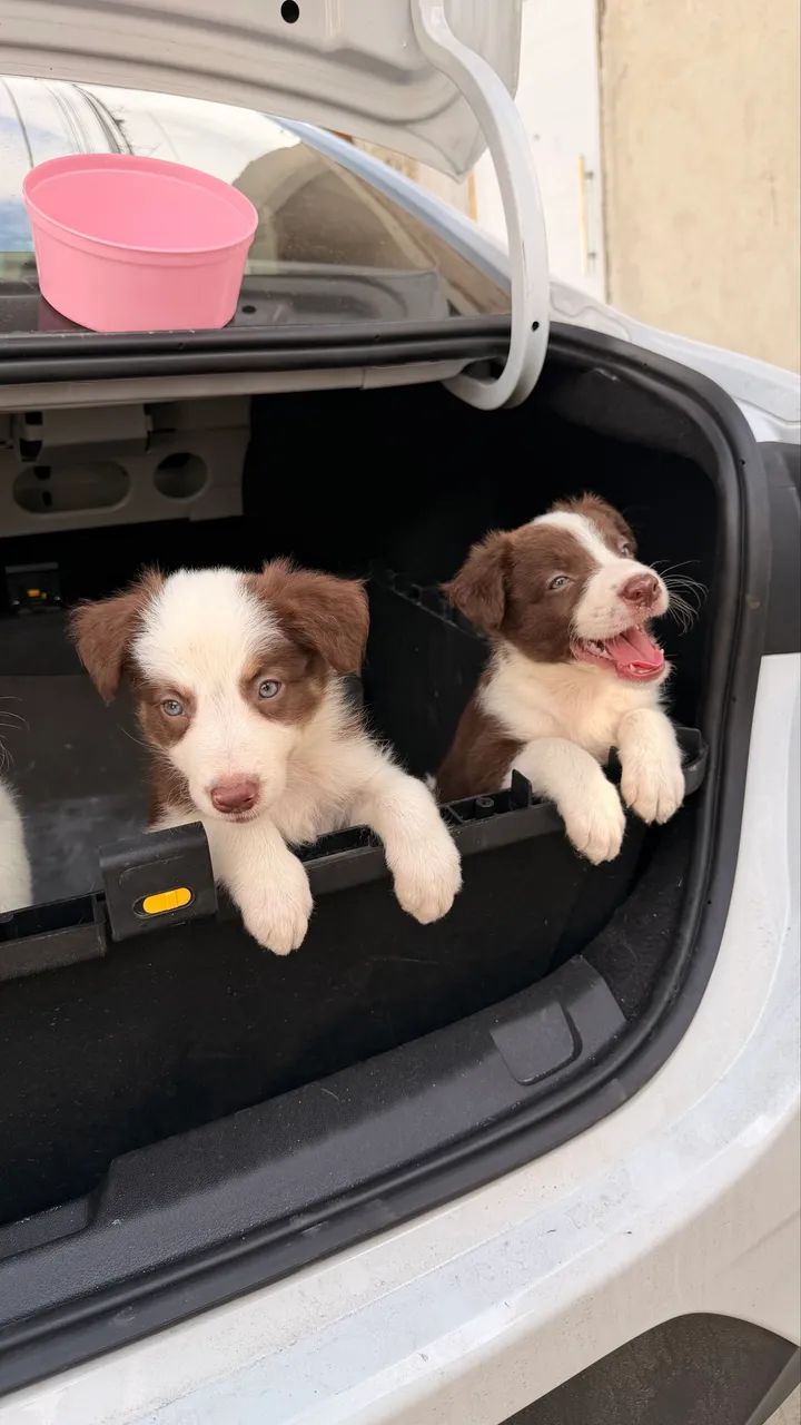 Filhos de border collie 