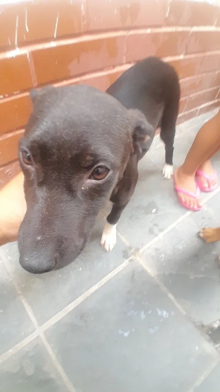 Cachorro 