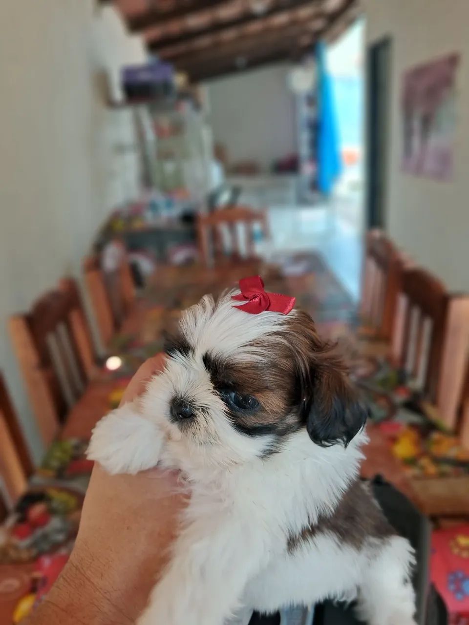 Shitzu femea - Foto 4