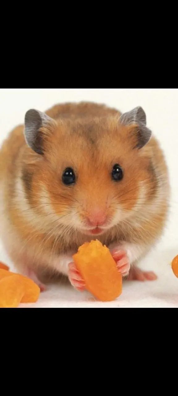 Hamster fofinhos - Foto 4