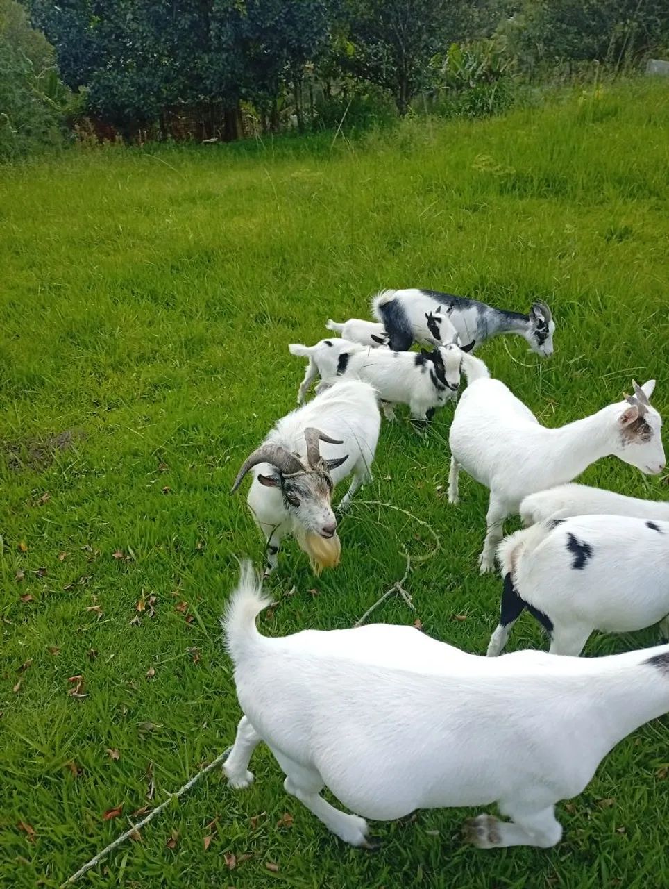 Mini cabra  - Foto 4