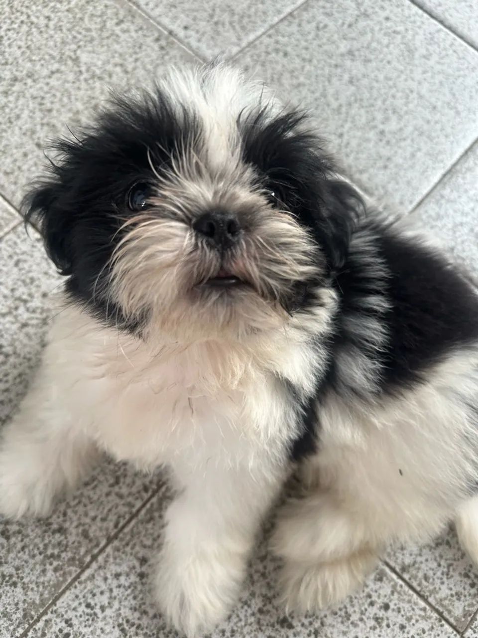 Shihtzu - Foto 2