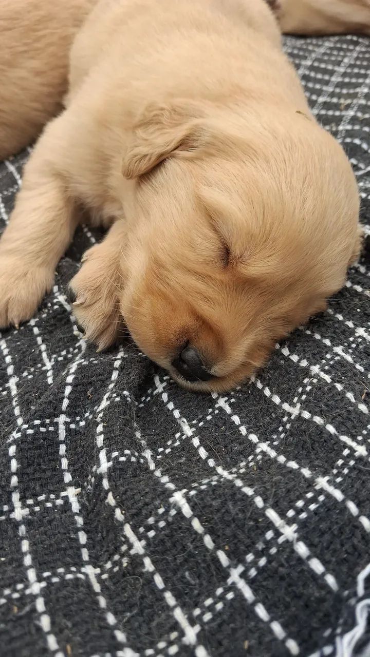 Bebes golden - Foto 2