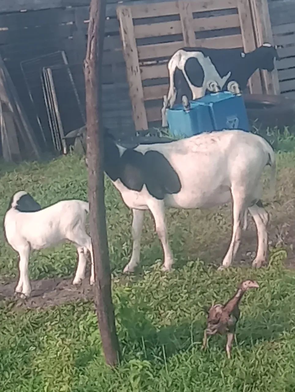 Ovelha doper parida de fêmea 