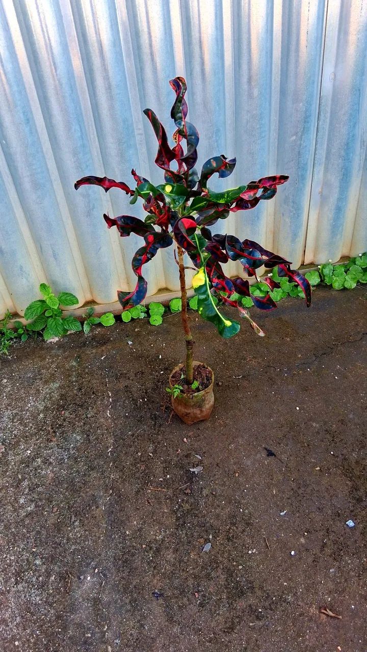 Croton parafuso  - Foto 5