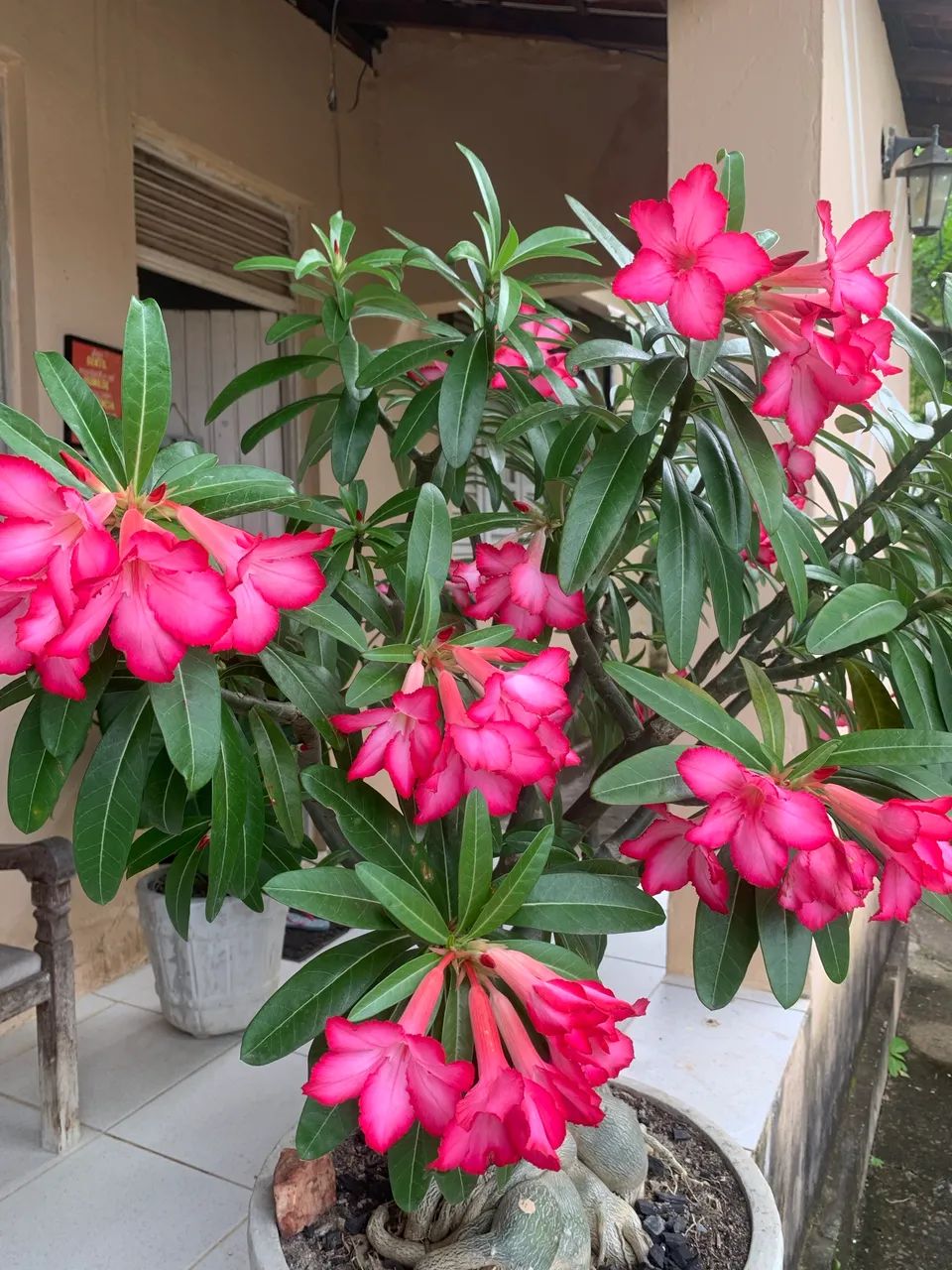 Rosa do Deserto  - Foto 3
