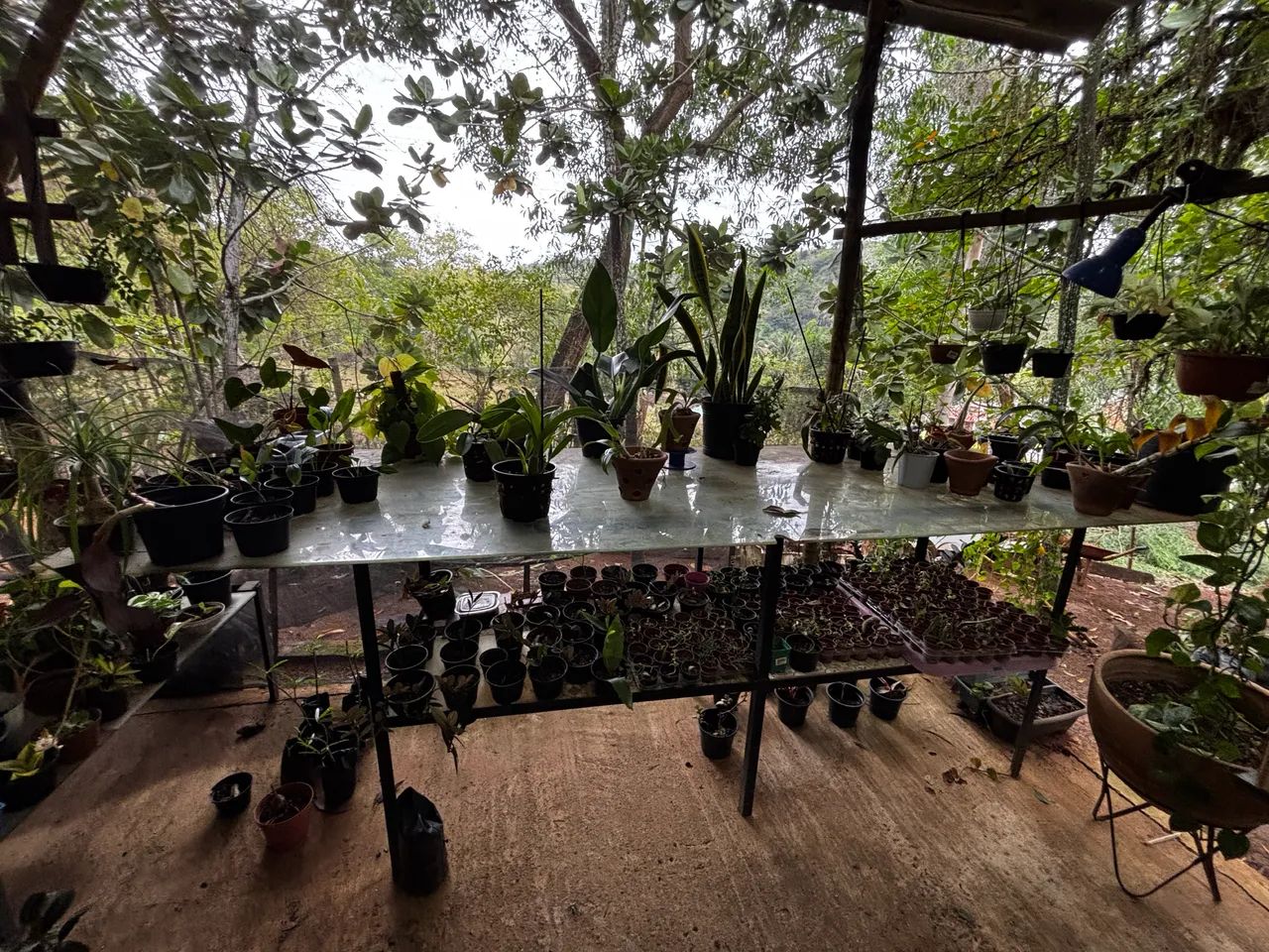Queima de Estoque de Floricultura  - Foto 3